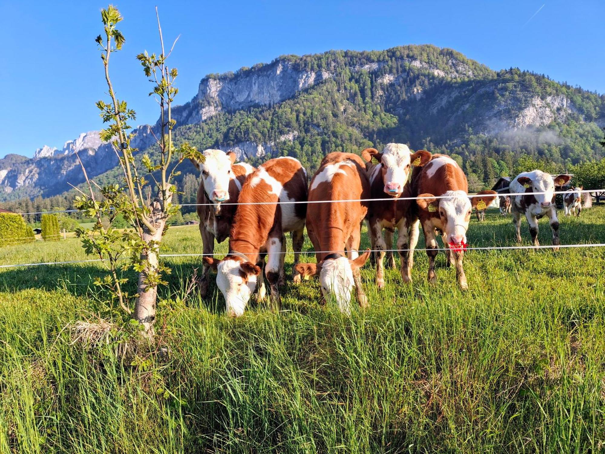 Lampererhof Villa Sankt Johann in Tirol Ngoại thất bức ảnh